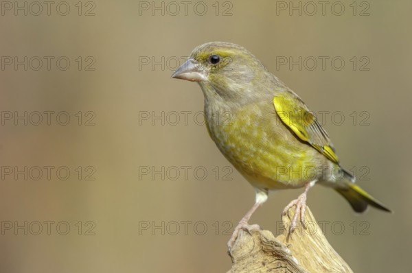 Greenfinch (Carduelis chloris) on a tree branch in winter. Alsace, France
