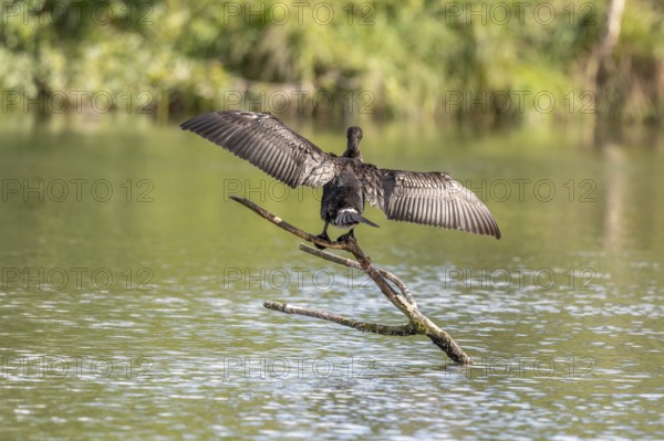 Great cormorant (Phalacrocorax carbo) drying its wings in the sun. Bas-Rhin, Collectivite europeenne d'Alsace, Grand Est, France