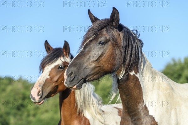 Ponies in a pasture in the French countryside