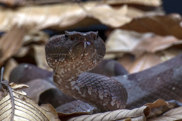 Flat nose pit viper hiding inside a leaves