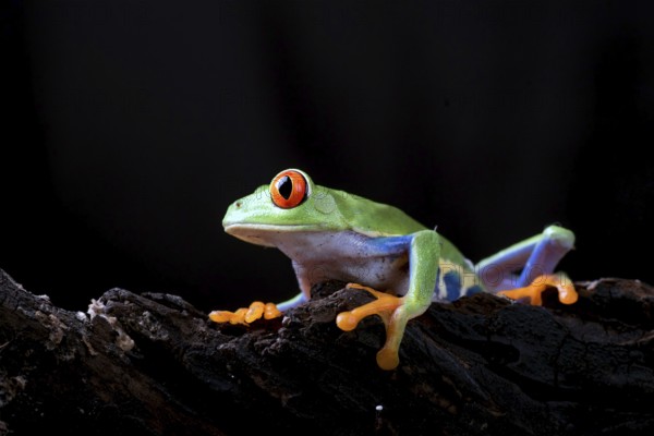 Red eyed tree frog in black background