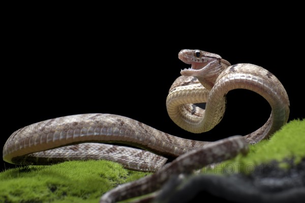 Dog-toothed Cat Snake in attack position