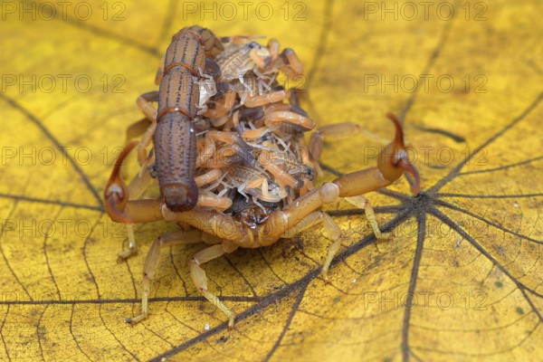Scorpion brings babies on its back