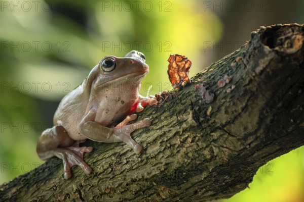 White-lipped tree frog