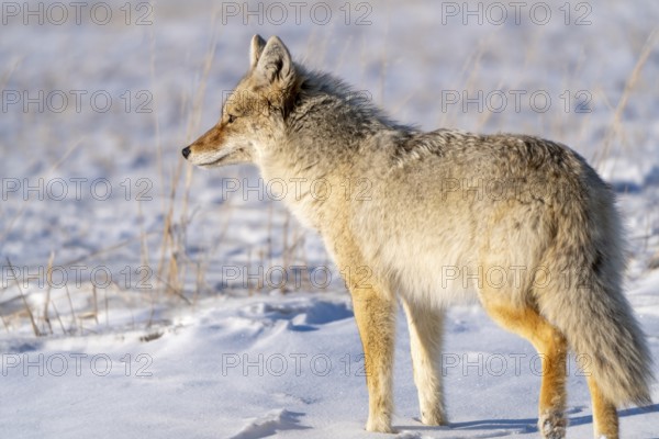 Prairie Coyote Canada wild animal in Saskatchewan rural