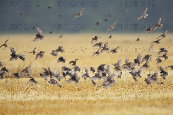 Starlings, flying in flocks, Sturnus vulgaris, European starling, passerine birds