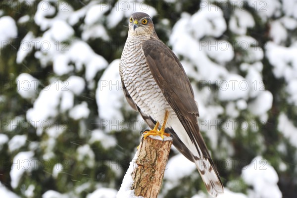 Habicht im Winter