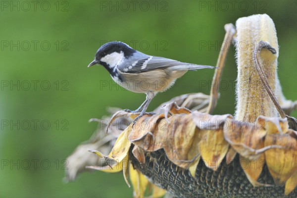 Periparus ater, (Parus ater)