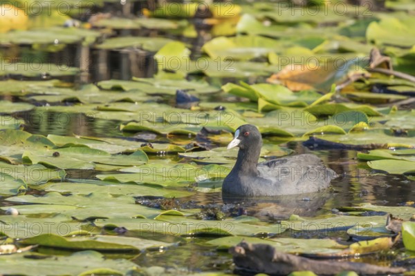 Eurasian Coot, black duck, Common coot (Fulica atra)