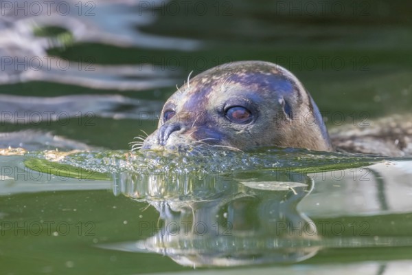 Harbor Seal (Phoca vitulina) in Water