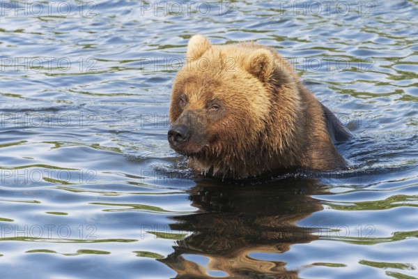 Hungry Kamchatka brown bear stands in river, looking around in search of food, red salmon fish. Wild beast fishing during spawning. Animal in natural habitat. Asia, Russian Far East, Kamchatka Region
