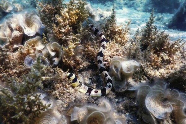 Banded snake eel (Myrichthys Colubrinus) Tropical waters, Marine life