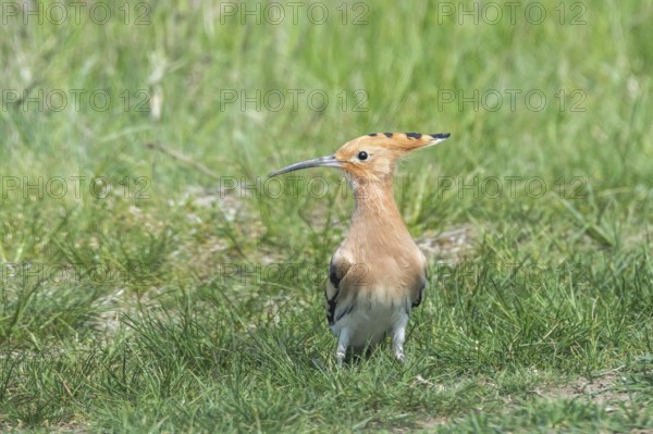 Hoopoe, Common Hoopoe (Upupa epops) Eurasian Hoopoe