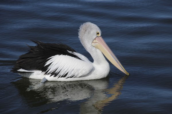 Spectacled Pelican (Pelecanus conspicillatus) on the Lakes Entrance in the state of Victoria, Australia