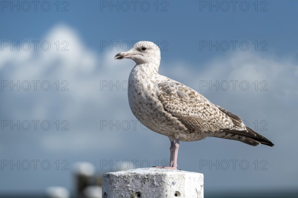 Young seagull Larus marinus on a mooring post in a harbor in the Northern Netherlands