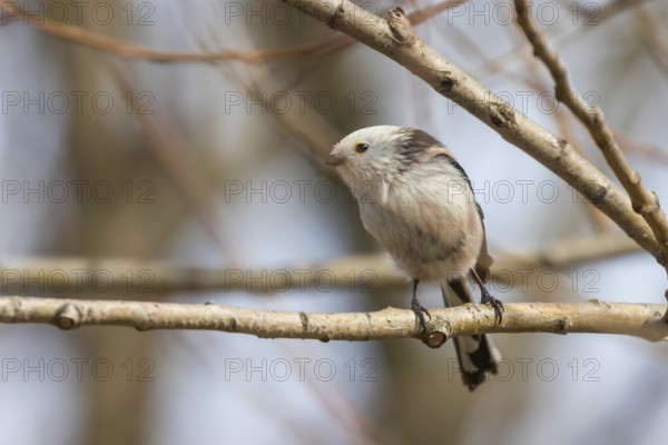 Long-tailed tit on branch (Aegithalos caudatus) Cute little Bird