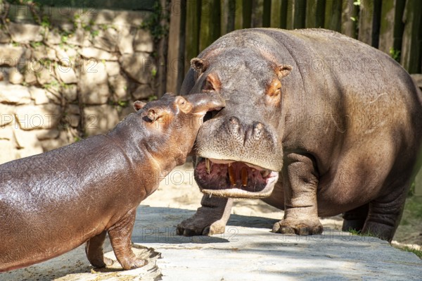 Two hippopotamus mother and son