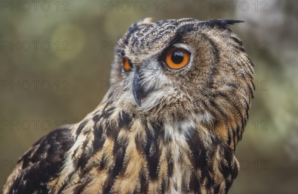 Eurasian Eagle-Owl (Bubo bubo) in the scrubland in Provence. Tarascon, Arles, Montagnette, Bouches du Rhone, Cote d Azur, France