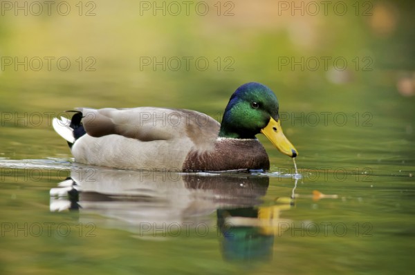 Male Mallard Male Mallard