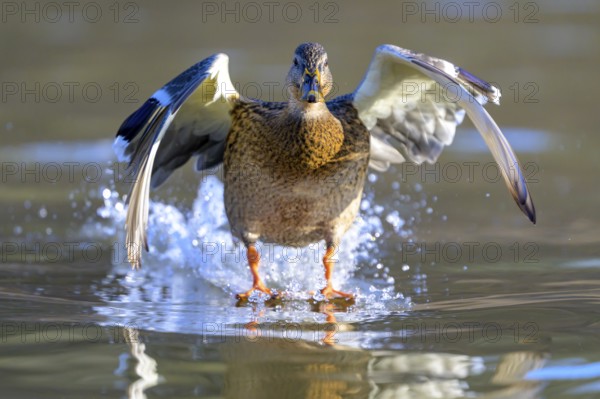 A mallard (Anas platyrhynchos) takes off from the water with outstretched wings, Guxhagen, Hesse, Germany