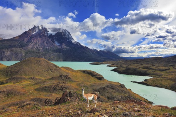 Early autumn in Patagonia. National Park Torres del Paine. On the yellowed grass stands guanaco - Lama. Snow-covered tops of the Andes are in the distance visible