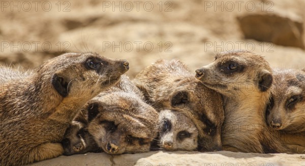 Meerkat (Suricata suricatta), meerkat
