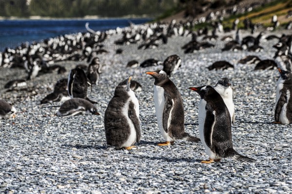 Gentoo penguins (Pygoscelis papua) on Martillon Island, Beagle Channel, Ushuaia, Argentina