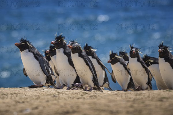 Rockhopper penguins (Eudyptes chrysocome) on the way to their colony, Pebble Island, Falkland Islands, Great Britain, South Atlantic