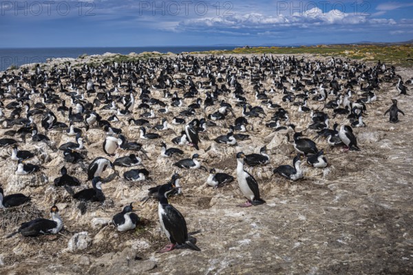 Blue-eyed Cormorant (Phalacrocorax atriceps), also Imperial shag, breeding colony, Pebble Island, Falkland Islands, Great Britain, South Atlantic