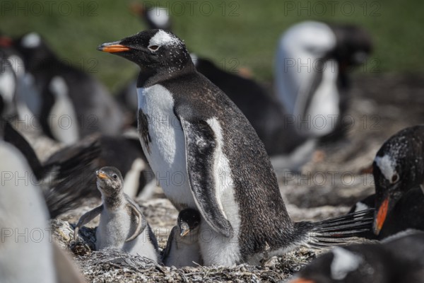 Gentoo penguins (Pygoscelis papua) on a nest with two chicks, Pebble Island, Falkland Islands, Great Britain, South Atlantic