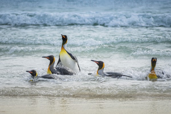 King penguins (Aptenodytes patagonicus) coming out of the sea, Volunteer Point, Falkland Islands, Great Britain, South Atlantic
