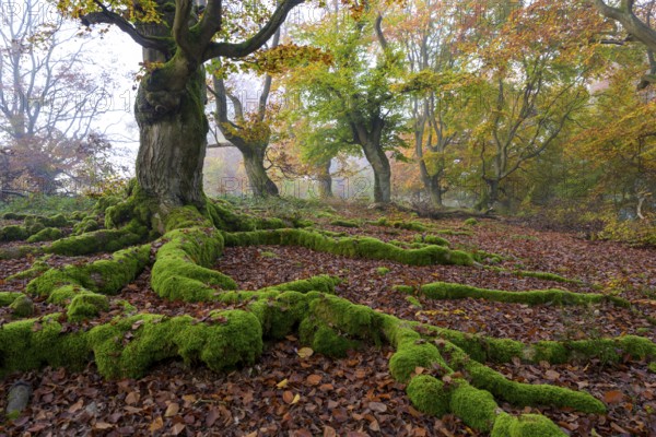 Trees with widely branched, moss-covered roots on autumnal forest floor