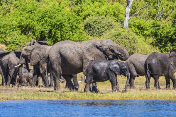 The concept of exotic and active tourism. Large herd of African elephants at the watering. River Okavango, Botswana, Chobe National Park