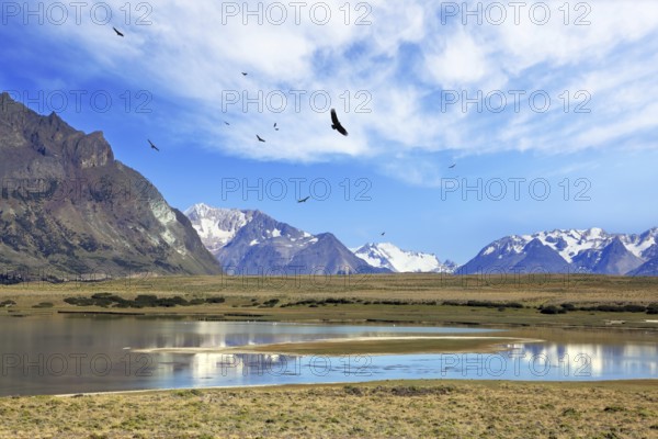 The wide valley surrounded by snow-capped mountains. A flock of Andean condors flying on the lake with clear water. Summer in the Argentine Patagonia