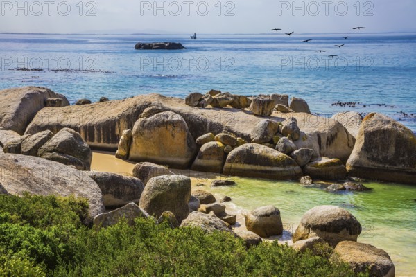 The concept of active and ecotourism. Boulders Penguin Colony in the Table Mountain National Park, South Africa