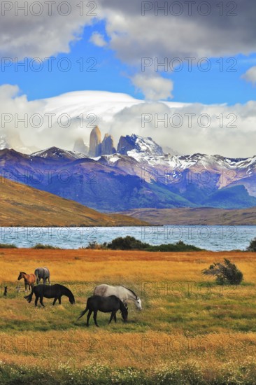 On the horizon, towering cliffs Torres del Paine. Gray and black horse grazing in a meadow near the lake