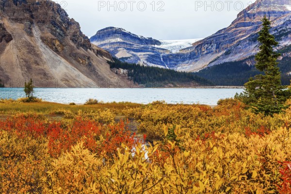 Red, yellow and orange autumn grass on the shores of the Bow Lake. Lake cold glacial water is rippled. The Rockies of Canada. The concept of active, environmental and photo tourism