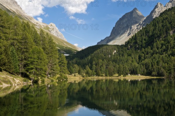 Der Palpuognasee (romanisch Lai da Palpuogna) ist ein See im Kanton Graubünden in den schweizerischen Alpen. Er liegt auf 1'918 m ü. M. oberhalb von Preda. Die Bedeutung des Namens Palpuogna ist nicht bekannt, gilt aber als ältester überlieferter Name im Zusammenhang mit der Geschichte von Bergün und wird bereits im Jahr 1139 im Zusammenhang mit der Abgrenzung des bischöflichen Gebiets erwähnt. Der See liegt etwa acht Kilometer oberhalb Bergün auf einer markanten Talstufe am Fuss des Piz Palpuogna und ist über die Albula-Passstrasse leicht zu erreichen. Die rechte Talseite wird markiert durch Piz Üertsch und Piz Muot. Vom See bis zum Albulapass sind es ungefähr fünf Kilometer. Das Wasser des Sees mit seinen klaren blau-grün Tönen bietet vor allem im Herbst, wenn die ihn umgebenden Lärchen gelb sind, ein einmaliges Farbenspiel.Im Juni 2007 wurde der See in einer Umfrage von SF 1 zum schönsten Flecken der Schweiz gewählt, Switzerland