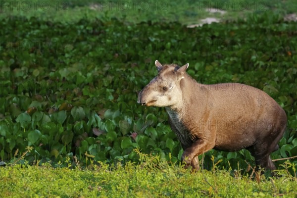 Close-up of a Tapir walking along a lagoon with water plants in afternoon light, Pantanal Wetlands, Mato Grosso, Brazil