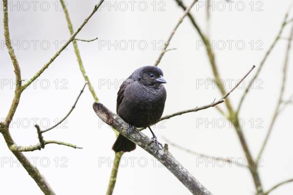 Close-up of a Sooty grassquit perched on a bare branch against bright background, Serra da Mantiqueira, Atlantic Forest, Itatiaia, Brazil