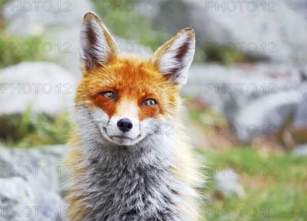 Portrait of wild red fox