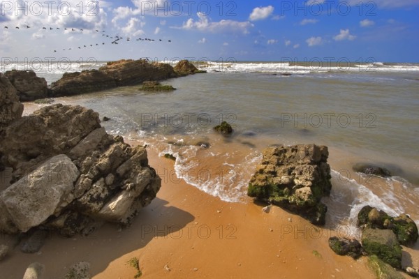 Flight of birds of passage above coast of Mediterranean sea