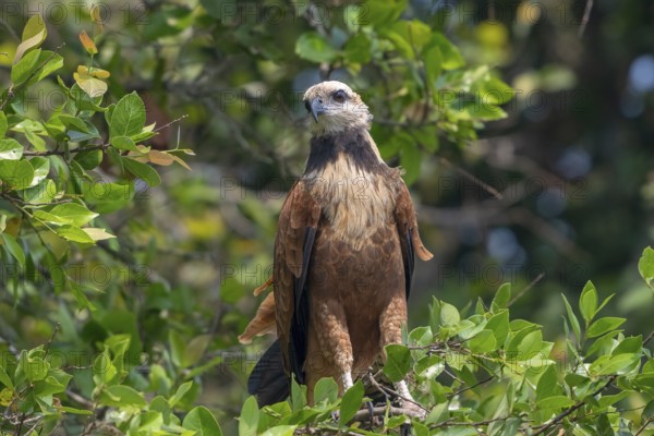 Fish Buzzard (Busarellus nigricollis), Pantanal, inland, wetland, UNESCO Biosphere Reserve, World Heritage Site, wetland biotope, Mato Grosso, Brazil
