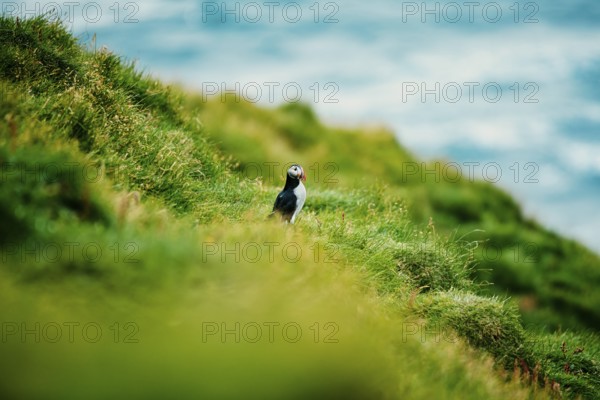 Puffin on green cliff overlooking ocean waves, bird, puffins, puffins, animal