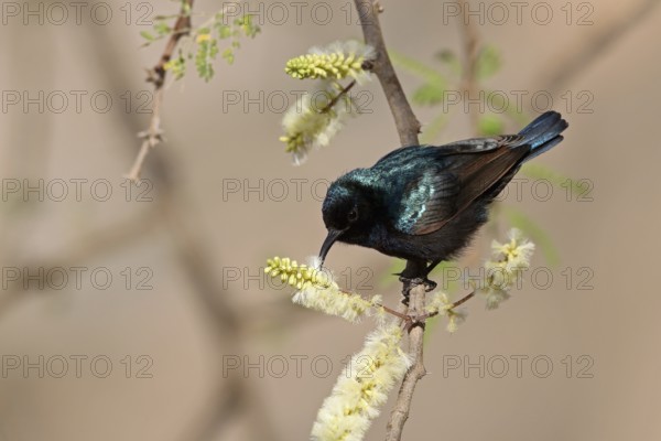 Jericho Sunbird, Cinnyris osea, Oman