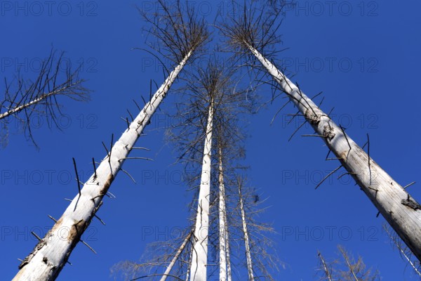 Dead Spruce (Picea abies) trees, Primeval forest Urwald Sababurg, Hofgeismar, Weser Uplands, Weserbergland, Hesse, Germany
