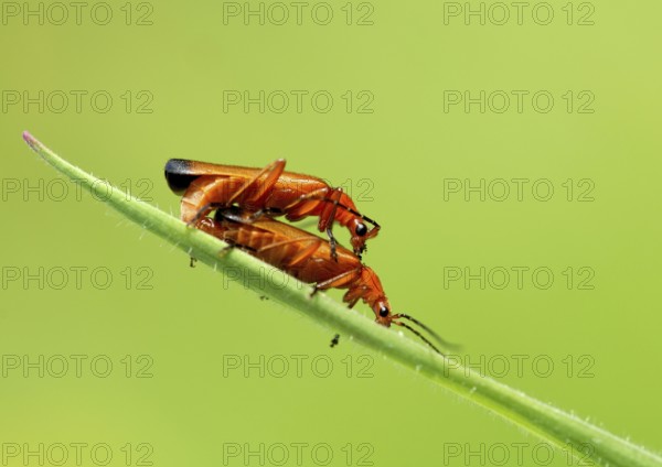 Reddish-yellow soft-bodied beetles mating