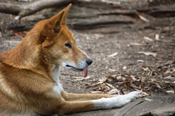 Portrait of a dingo, Australian wild dog, in the Healesville Sanctuary, Victoria, Australia