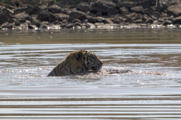 Tiger (Panthera tigris), Bengal tiger or Indian tiger, big cat (Pantherinae), carnivore (Carnivora), critically endangered, playing with killed wild boar (Sus scrofa) in the water, Satpura National Park, Tiger Reserve, Madhya Pradesh, Pachmarhi Biosphere Reserve, India