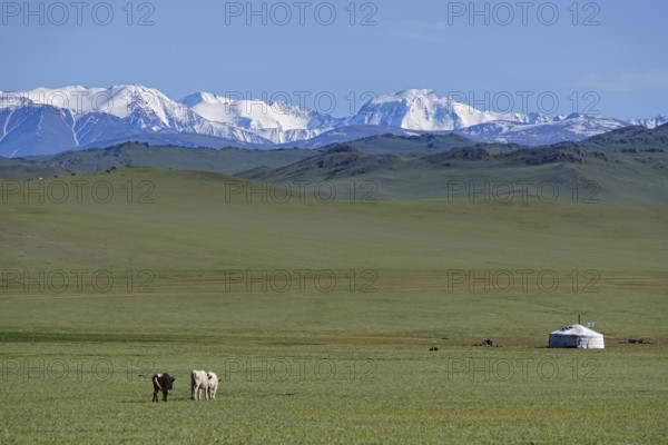 Mongolian landscape with mountain steppe with ger and herd of horses, sheep and cow. Western Mongolia